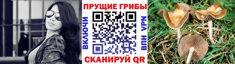 blacksprut сайт  Балахна  Псилоцибиновые грибы Magic Shrooms 